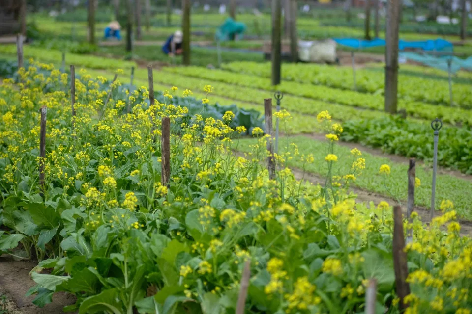 Cây ăn trái bị sâu bệnh — sau khi xử lý, lá xanh trở lại