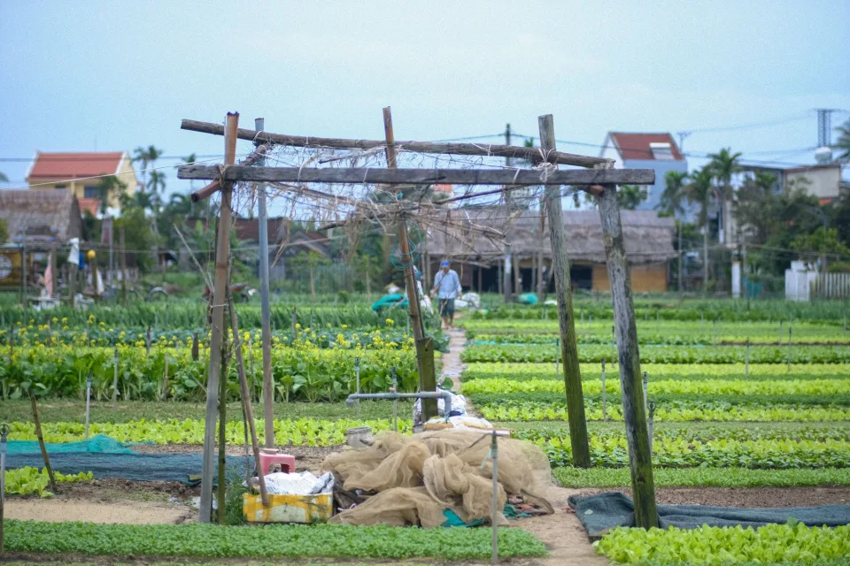 Vườn của Lê Thị Trường